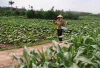 Một số lưu ý khi gieo trồng nhóm cây ưa lạnh ở vụ Đông